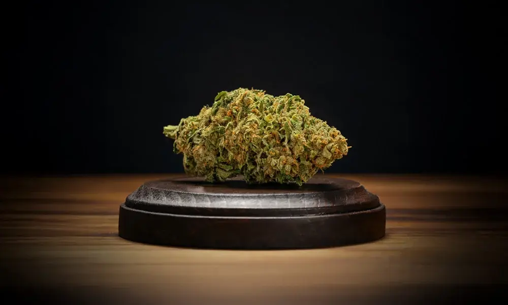 special 3344199 photo