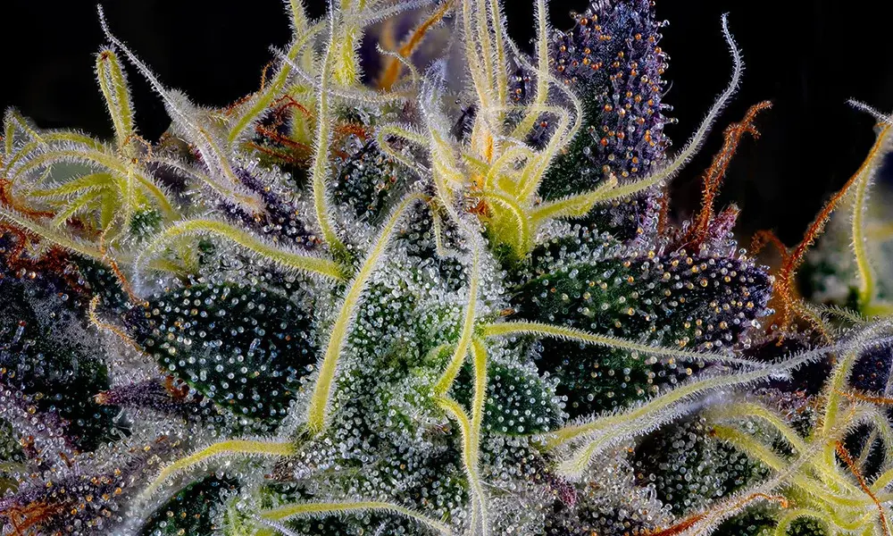 special 3263314 photo